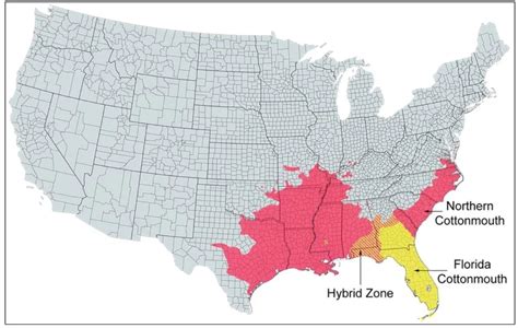 The 4 Types of Venomous Snakes in Illinois! (ID Guide) (2023)