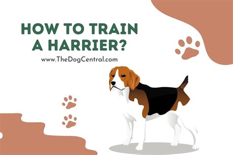 How to Train a Harrier Puppy? | The Dog Central