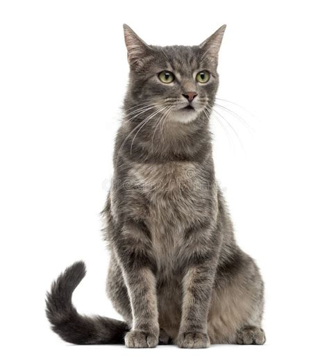 Cat Sitting Stock Photo - Image: 61345146