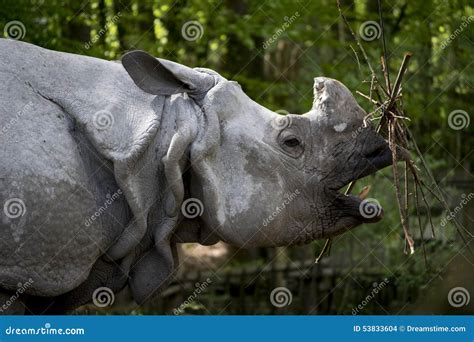 Eating Rhino in zoo stock photo. Image of netherlands - 53833604