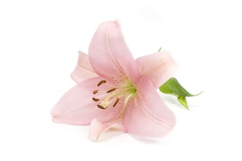 Pink Lily Flower Symbolism | Best Flower Site