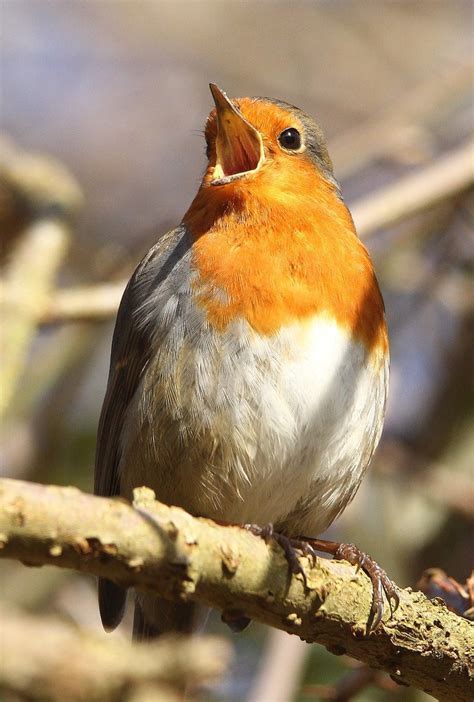 birds of europe: Photo