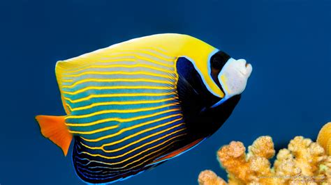 angelfish, emperor, Ocean Life, barrier, great, australia, reef, 2K HD ...