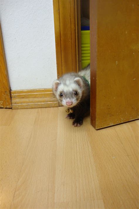 Hellooooo. Anybody Home? Pester 2012 Stoat, Pet Ferret, Marsupial, Geckos, My Little Baby, When ...