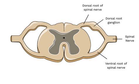 Spinal Roots - Labster