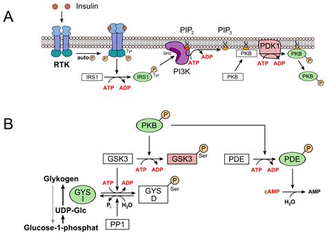 Glycogen synthesis - DocCheck