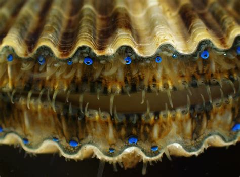 Scallop eyes : r/woahdude