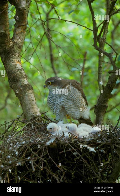 Eurasian sparrowhawk (Accipiter nisus), Birds of prey, Animals, Birds, Female Sparrowhawk, at ...