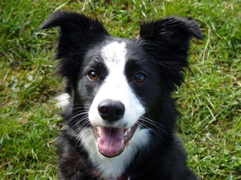 Irish National Sheep Dog Trials on this week - Agriland.ie