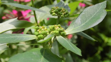 Euphorbia heterophylla growing wild. Euphorbia heterophylla is a plant ...