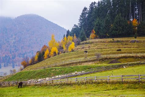 Zărnești Surroundings – Cristina Stamate