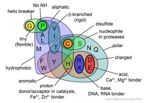 Venn Diagram showing the properties of the 20 amino acids created by ...