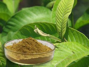 Guava Leaf Extract Powder - Sophix Natural