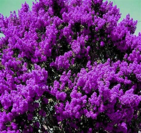 2 Purple Crape Myrtle Trees Shrubs 1-2 Ft Tall Deep PURPLE Blooms Fast Growing Tree - Etsy