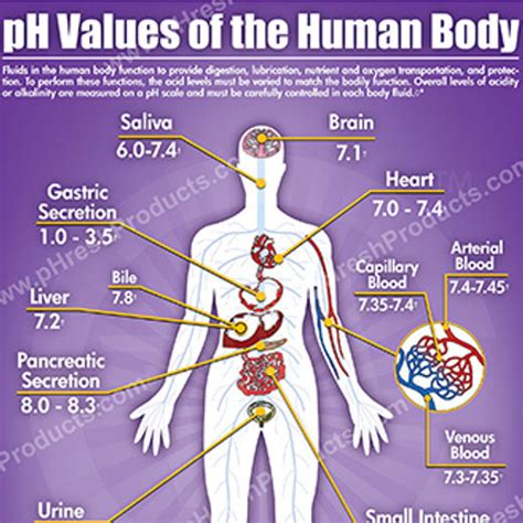 pH Values of the Human Body - pHresh Products