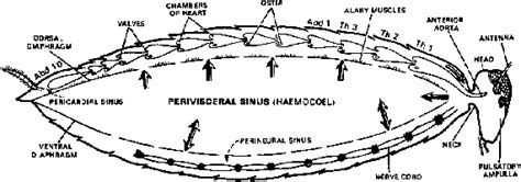 Circulatory System of Cockroach