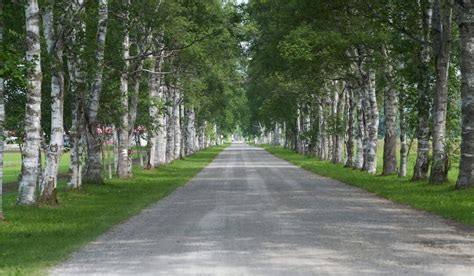 9 Beautiful Trees for Your Driveway - Crate and Basket