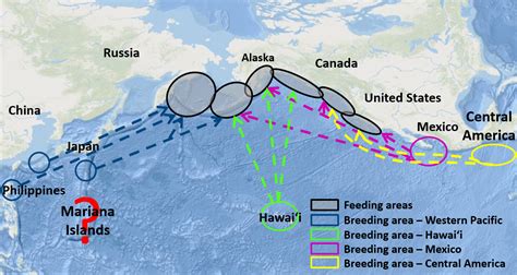 #MIhumpbacks: Humpback Whales of the Mariana Islands | NOAA Fisheries