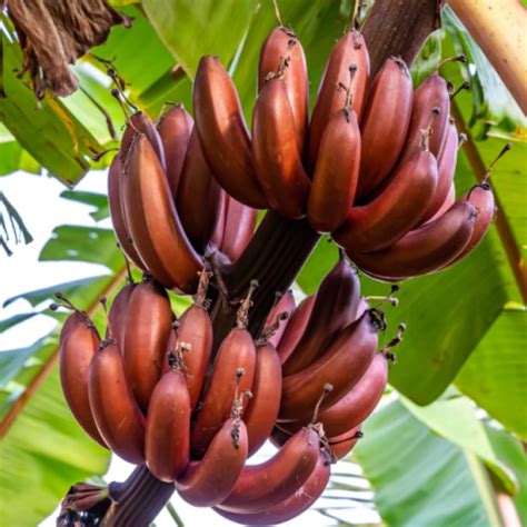 Red Banana Live Plant – Seed2Plant