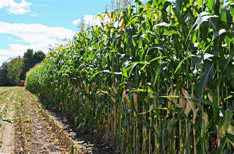 Corn Harvest on the Farm - Home in the Finger Lakes