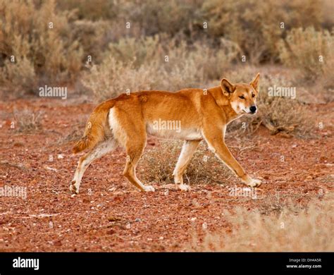 Australian dingo, in the wild, in the outback near Lake Eyre in ...