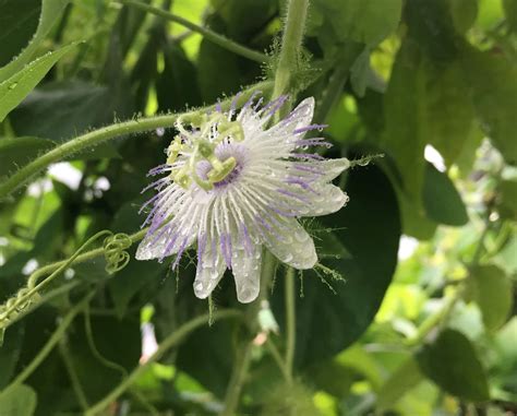 Passiflora foetida 4" pot - Grassy Knoll Plants