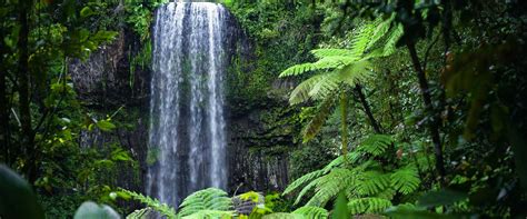 Rainforest Tours | Pacific Hotel Cairns