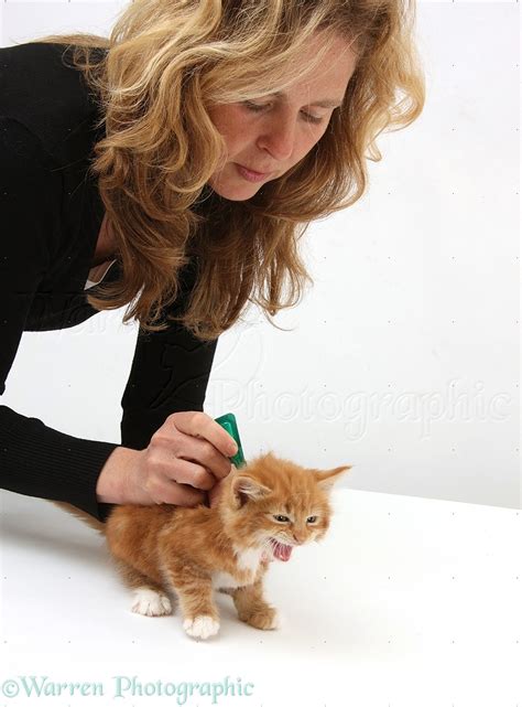 Applying spot-on flea treatment to a ginger kitten photo WP25402