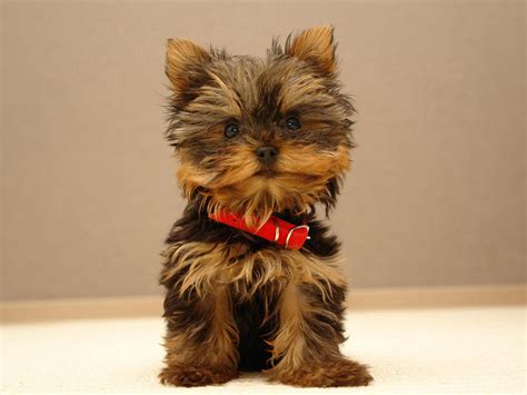 Yorkshire Terrier Breed Guide - Learn about the Yorkshire Terrier.