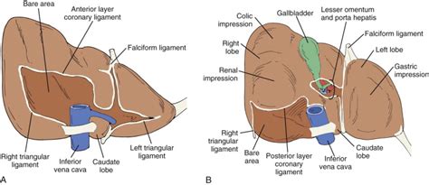 Liver Ultrasound Anatomy