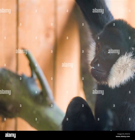 ZSL London Zoo, UK. 25th May 2017. Gibbons swing into London in their new enclosure opening 27th ...