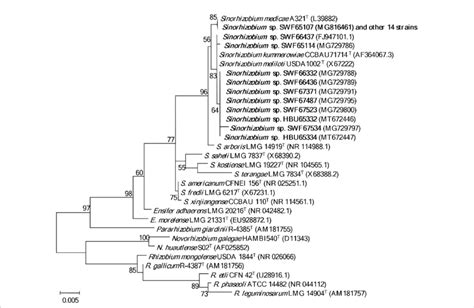 Phylogenetic tree of 16S rDNA (1,363 bp) showing the genus affiliation... | Download Scientific ...