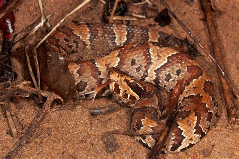 Florida Cottonmouth – Florida Snake ID Guide