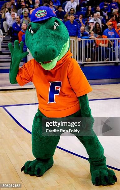 Florida Gators Mascot Photos and Premium High Res Pictures - Getty Images