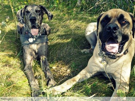 Best Combo - Great Dane & English Mastiff | Mastiff breeds, English mastiff, Funny animals