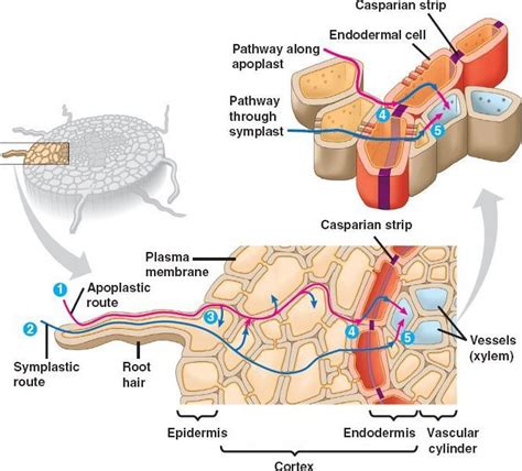 Apoplast Pathway - Rodney-has-Montoya