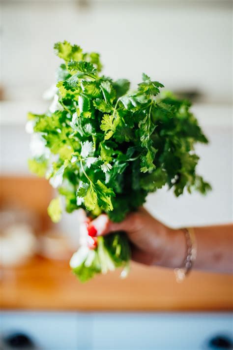 How to Store Cilantro (Best Ways) & Keep Fresh in the Fridge