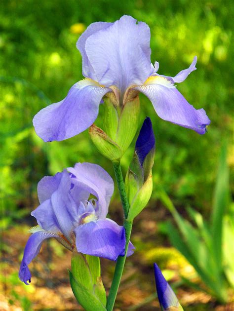 Lavender Irises Free Stock Photo - Public Domain Pictures