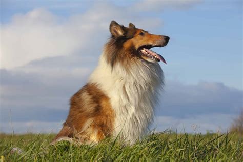 What Kind of Dog Is Lassie? Breed Information, Pictures, and Facts - A ...