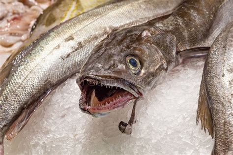 252 Hake Fish Head Stock Photos - Free & Royalty-Free Stock Photos from ...