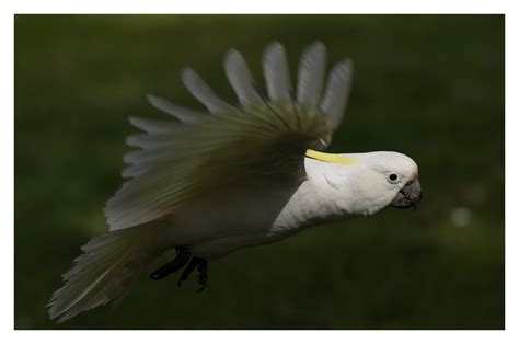 Cockatoos & parrots - Wildlife Photography on Fstoppers