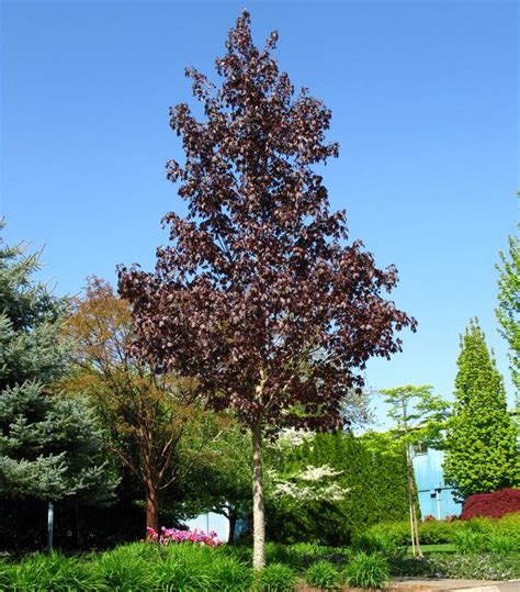 Acer platanoides x truncatum Crimson Sunset® Crimson Sunset® Maple from Prides Corner Farms