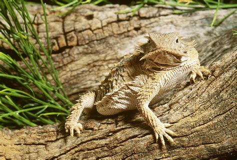 Regal Horned Lizard Photograph by Craig K. Lorenz