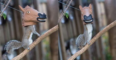 The Best Squirrel Feeder Is A Horse-Head Squirrel Feeder | Gizmodo ...