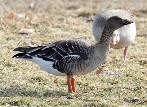 OSLO BIRDER: Sun burn at Fornebu