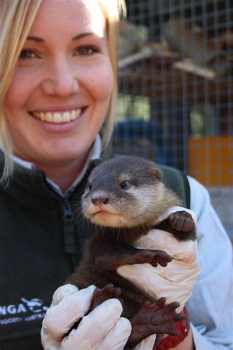 Otter Pups Venturing out with Their Fam - ZooBorns