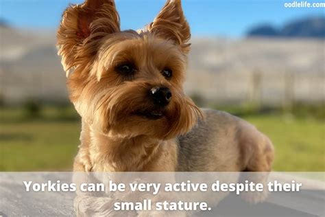 Yorkie Colors - Yorkshire Terrier Coat Colors [Photo Guide And Infographic] - OodleLife®