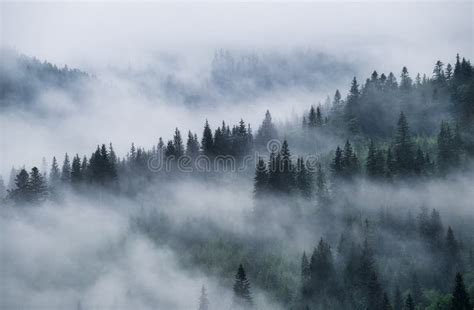 Foggy Forest in the Mountains. Landscape with Trees and Mist. Landscape ...