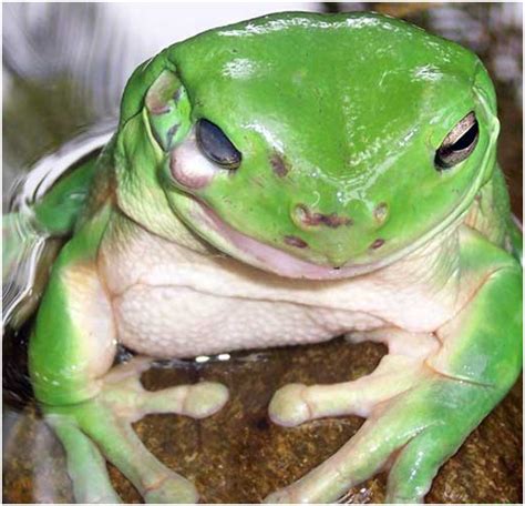 QLD Frog Society Inc. – Sick Frogs