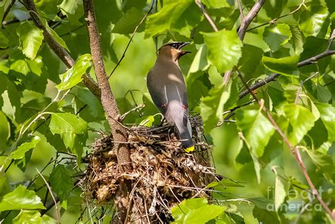 Waxwing on the nest Photograph by Rebecca Brooks - Fine Art America